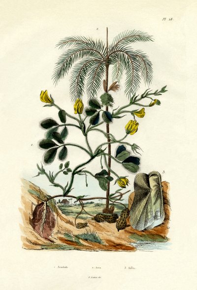 Peanut Plant, 1833-39 by French School